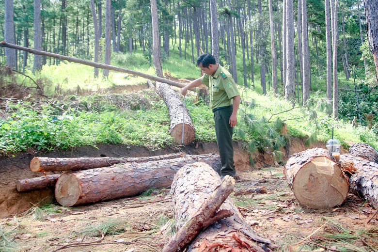 Lực lượng chức năng đo đếm diện tích rừng bị ken cây, đổ hóa chất để xác định mức độ vi phạm của đối tượng