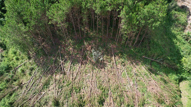 Khẩn trương điều tra, xử lý nghiêm vụ phá rừng tại xã Gia Lâm