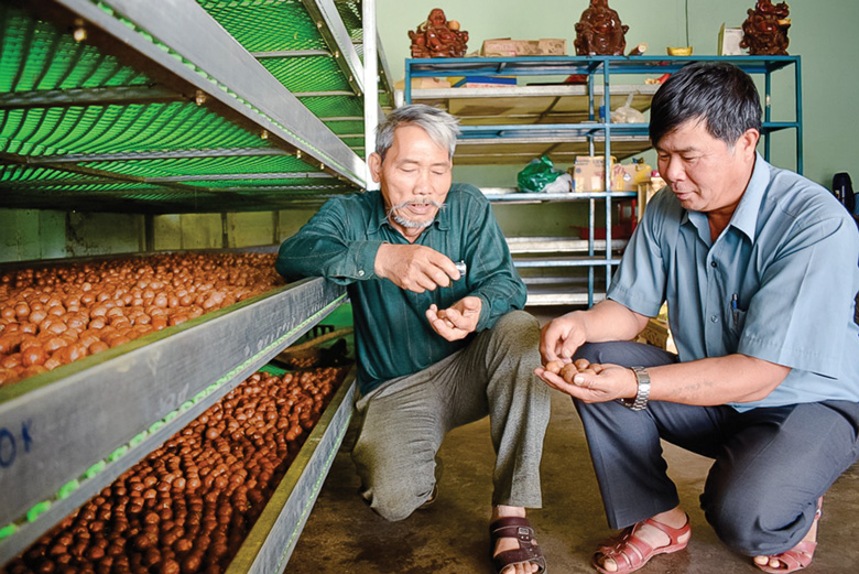 Cựu chiến binh Nguyễn Tấn Chơi (bìa phải) đang trao đổi kỹ thuật sản xuất hạt mắc ca chất lượng cao với hội viên trên địa bàn