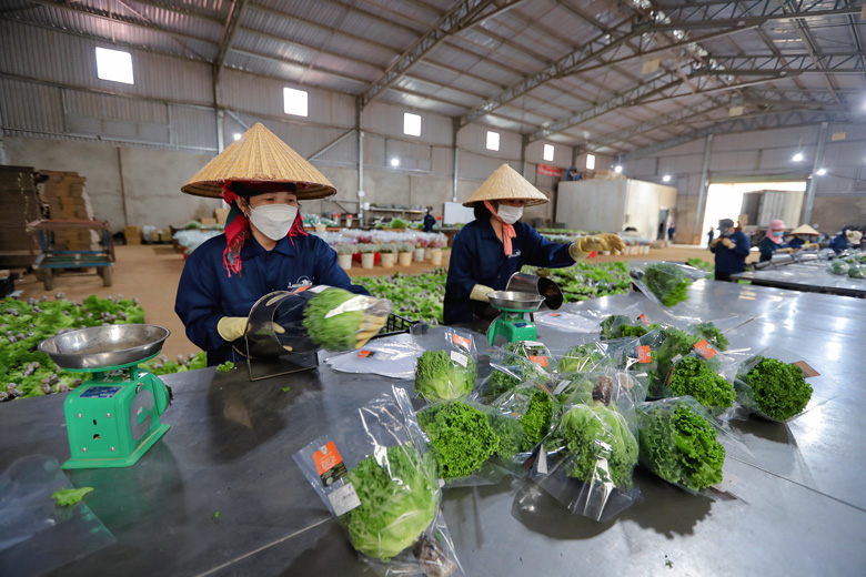 Công nhân trang trại Langbiang Farm đang sơ chế rau trước khi đóng gói cho vào kho lạnh