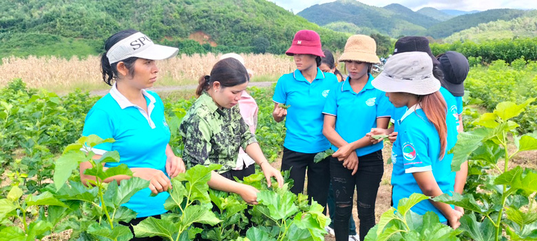 Từ Quỹ Hỗ trợ nông dân, nhiều hội viên nông dân ở huyện Đam Rông đã chuyển đổi qua trồng dâu nuôi tằm để tăng thu nhập