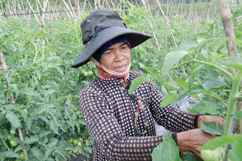 Các hộ đồng bào DTTS ở xã Đinh Trang Thượng sản xuất cà chua đem lại hiệu quả cao