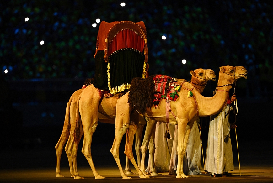 Đàn lạc đà Trung Đông trong buổi lễ. ảnh Internet 