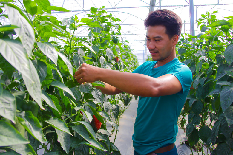 Vườn ớt chuông của gia đình anh Nguyễn Văn Vinh tại thôn Thanh Bình, xã Phi Liêng cho thu nhập ổn định