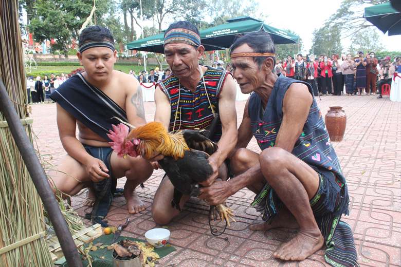 Già làng thực hiện nghi thức hiến sinh tái hiện lễ hội Mừng lúa mới