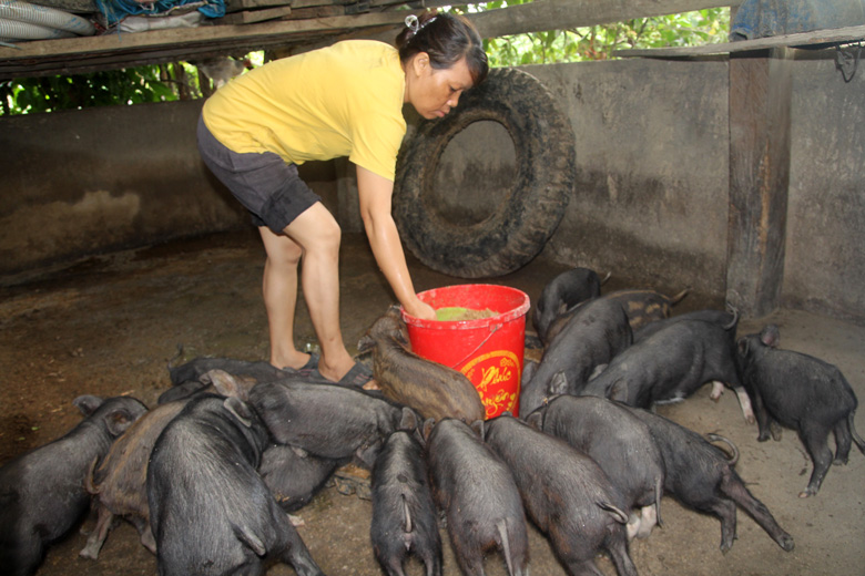 Tăng thu nhập từ mô hình nuôi heo đen