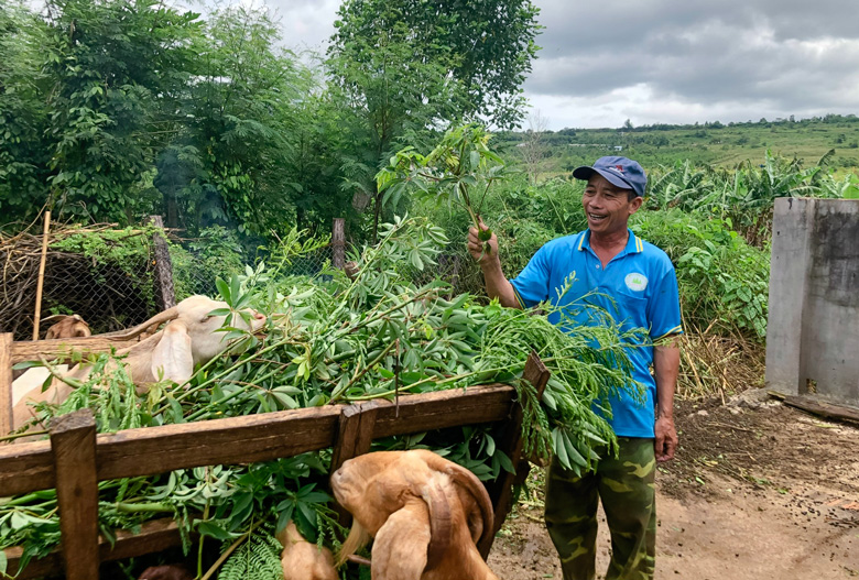 Cựu chiến binh nuôi dê lai làm giàu