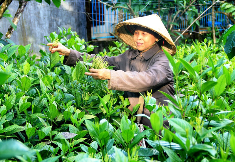 Những năm qua tỉnh Lâm Đồng đã ban hành các chính sách, cơ chế cho sự phát triển ngành trà