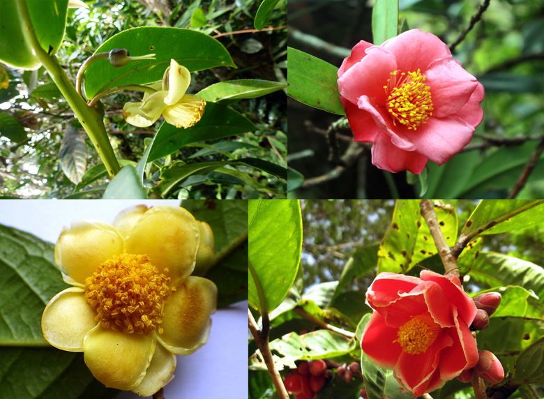 Một số loài trà mi mới được ghi nhận tại Lâm Đồng