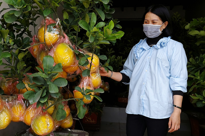 Theo ông Nghiệm, giá bán một cây bưởi cảnh phụ thuộc vào độ to của gốc, số quả và thế cây. Cụ thể, giá những cây tại cửa hàng của ông dao động 4 - 8 triệu đồng/chậu, mỗi cây có từ 10 - 20 quả. Đây là giá bán buôn, giá bán của nhà vườn nên khá “mềm” so với giá bán bưởi cảnh trên thị trường trong dịp Tết năm ngoái - ông Nghiệm cho hay