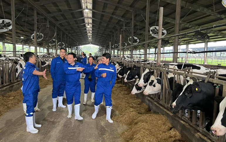 Các nông hộ đi tuyển chọn bò sữa tại tỉnh Nghệ An